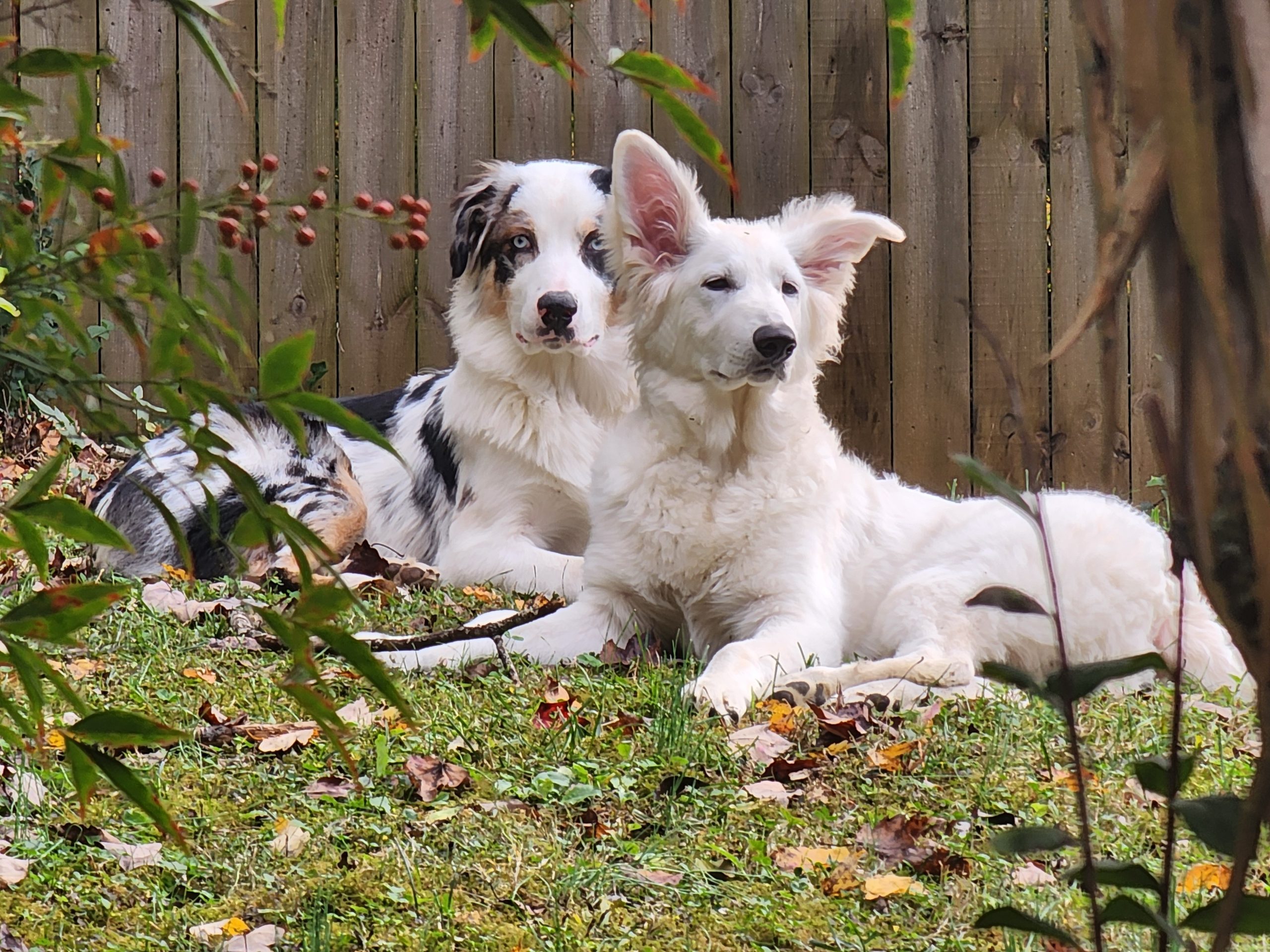 dogs